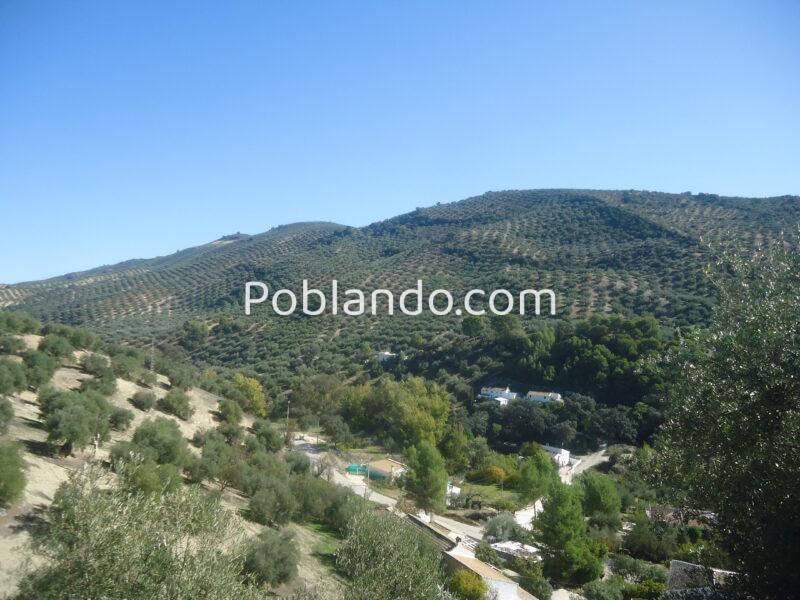 Vendo parcela de 3004 metros cuadrados de terreno de olivar con una casa en ruinas.