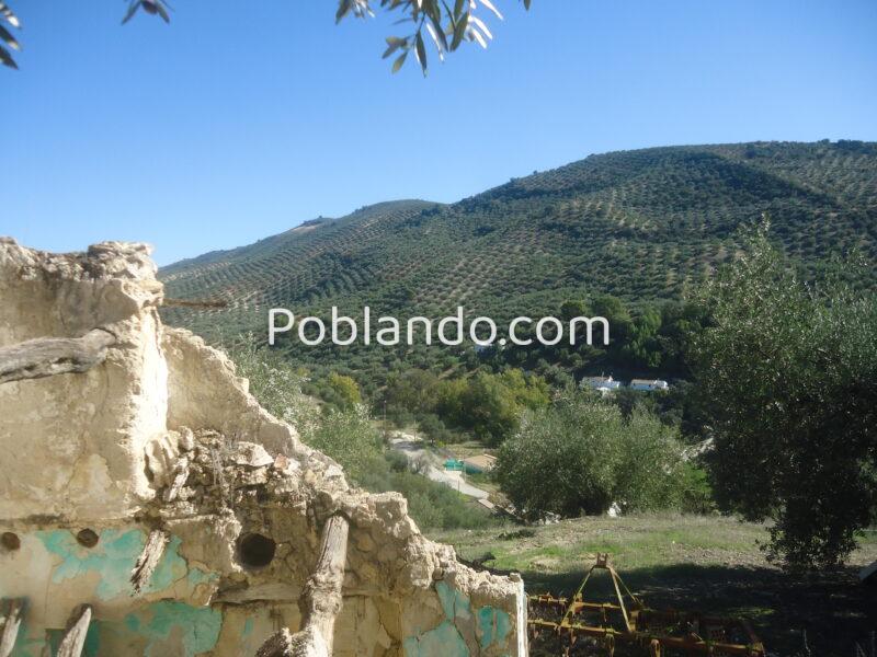 Vendo parcela de 3004 metros cuadrados de terreno de olivar con una casa en ruinas.