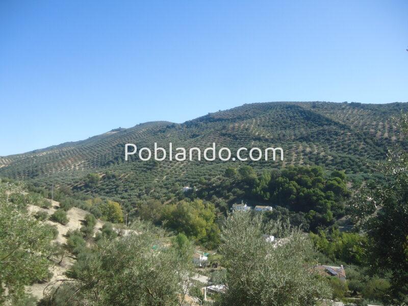 Vendo parcela de 3004 metros cuadrados de terreno de olivar con una casa en ruinas.