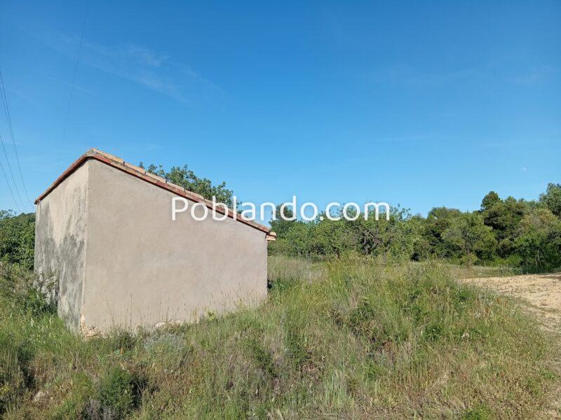 VENTA PARCELA DE OLIVOS EN PLENA PRODUCCION