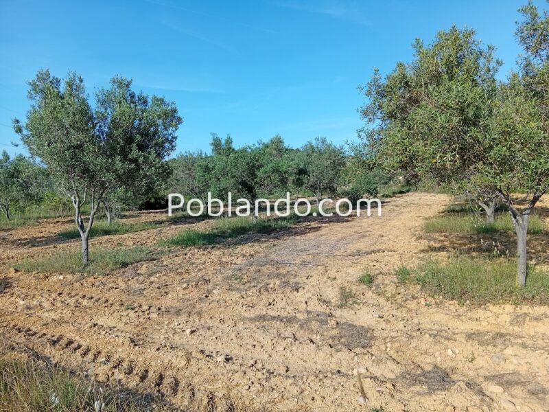 VENTA PARCELA DE OLIVOS EN PLENA PRODUCCION