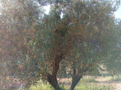 VENTA PARCELA DE OLIVOS EN PLENA PRODUCCION