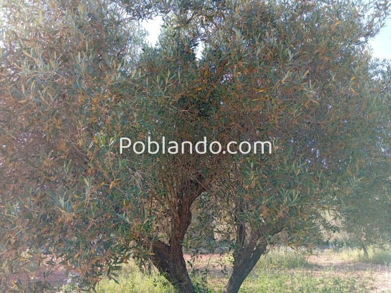 VENTA PARCELA DE OLIVOS EN PLENA PRODUCCION