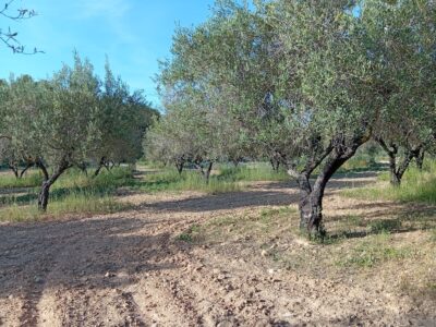 VENTA PARCELA DE OLIVOS EN PLENA PRODUCCION