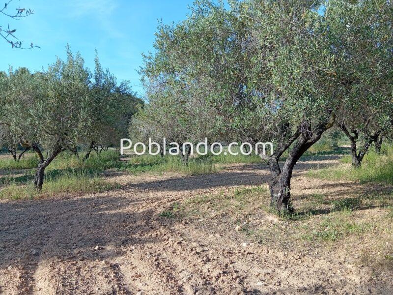 VENTA PARCELA DE OLIVOS EN PLENA PRODUCCION