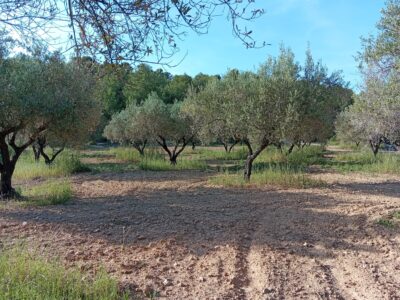 VENTA PARCELA DE OLIVOS EN PLENA PRODUCCION