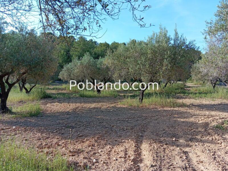 VENTA PARCELA DE OLIVOS EN PLENA PRODUCCION