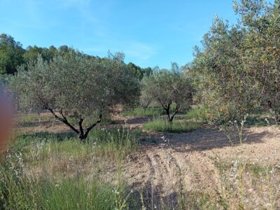 VENTA PARCELA DE OLIVOS EN PLENA PRODUCCION