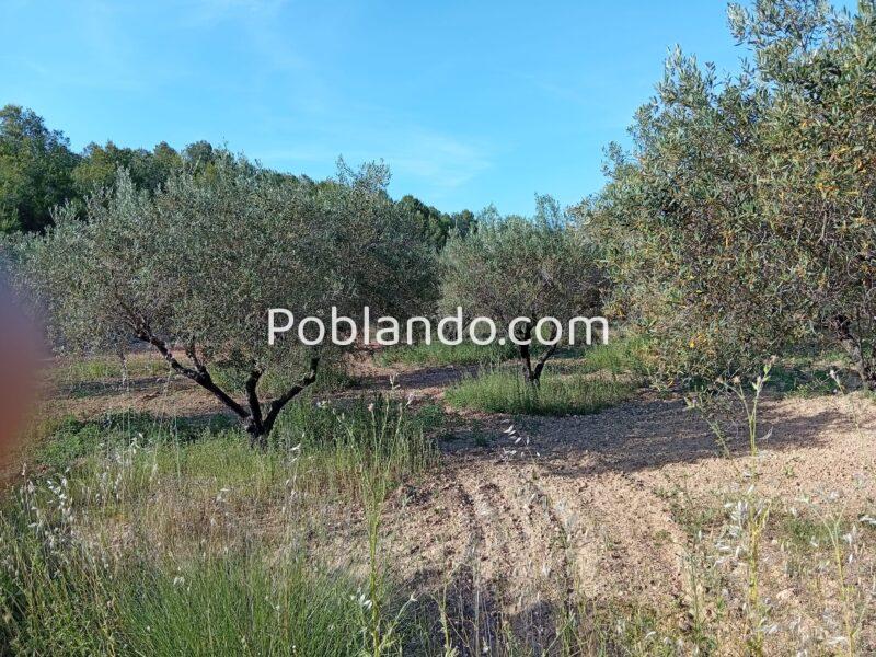 VENTA PARCELA DE OLIVOS EN PLENA PRODUCCION