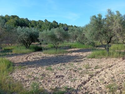 VENTA PARCELA DE OLIVOS EN PLENA PRODUCCION