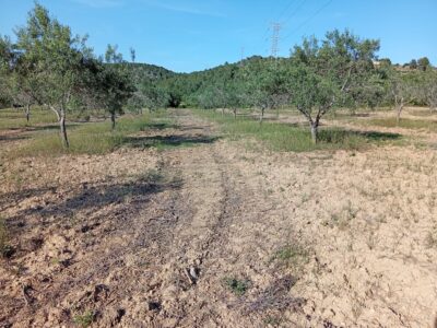 VENTA PARCELA DE OLIVOS EN PLENA PRODUCCION