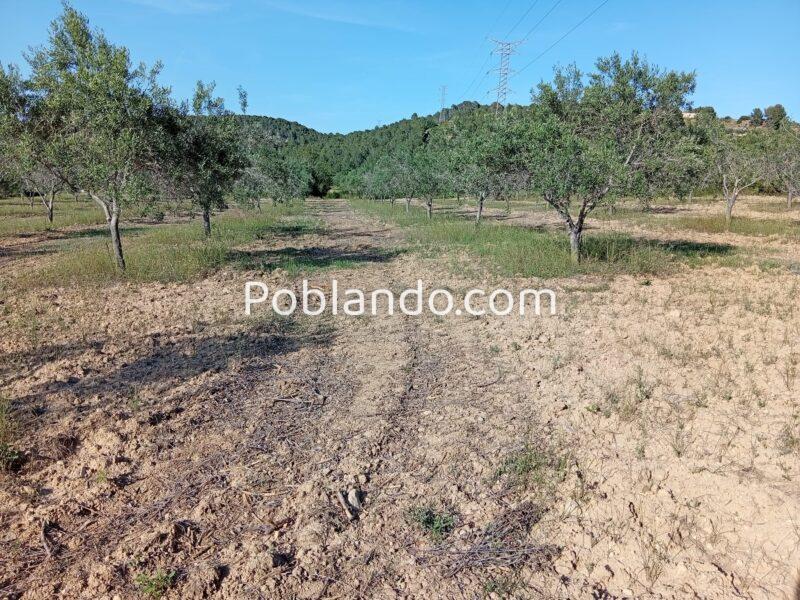 VENTA PARCELA DE OLIVOS EN PLENA PRODUCCION