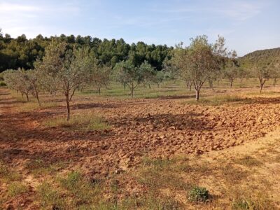 VENTA PARCELA DE OLIVOS EN PLENA PRODUCCION