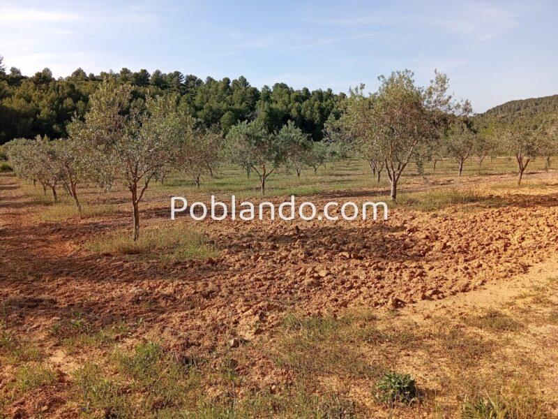 VENTA PARCELA DE OLIVOS EN PLENA PRODUCCION