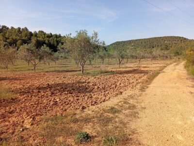 VENTA PARCELA DE OLIVOS EN PLENA PRODUCCION