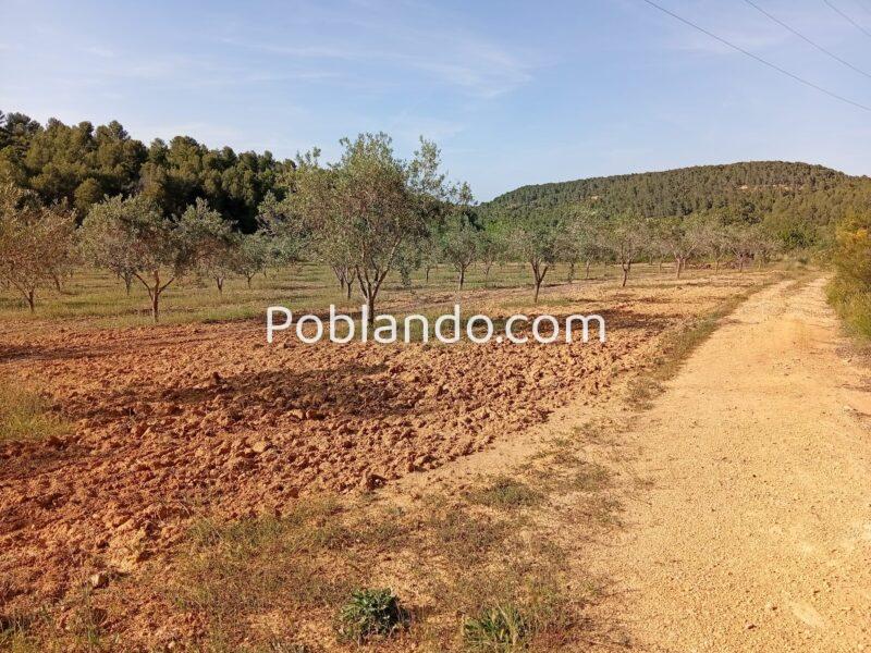 VENTA PARCELA DE OLIVOS EN PLENA PRODUCCION