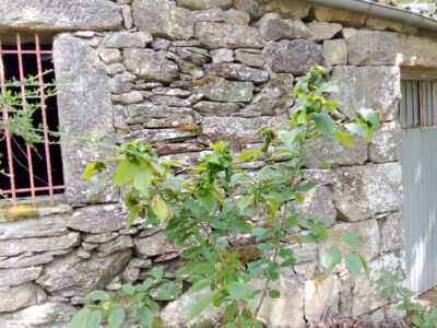 2 Construcciones + finca autosuficiente en Ribeira Sacra