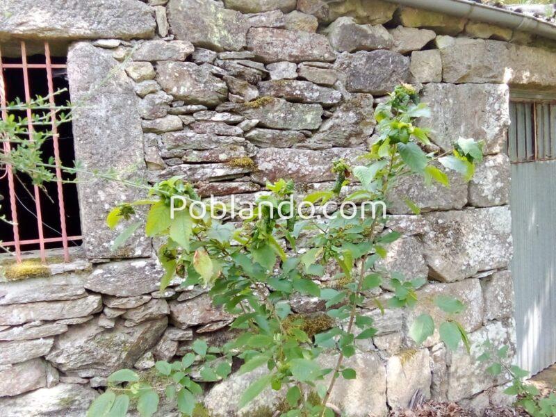 2 Construcciones + finca autosuficiente en Ribeira Sacra