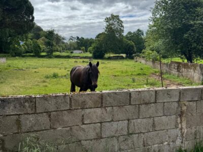 🏡 ¡OPORTUNIDAD ÚNICA EN ARRIONDAS! Finca Parcelable de 3.200 m² con Vistas a los Picos de Europa