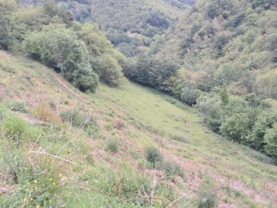 Finca de 30.000 m² con Casa y Cuadras – Ideal Turismo Rural / Cabañas/ Casas Prefabricadas (Pola de Lena, Asturias)