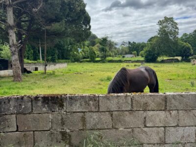 🏡 ¡OPORTUNIDAD ÚNICA EN ARRIONDAS! Finca Parcelable de 3.200 m² con Vistas a los Picos de Europa