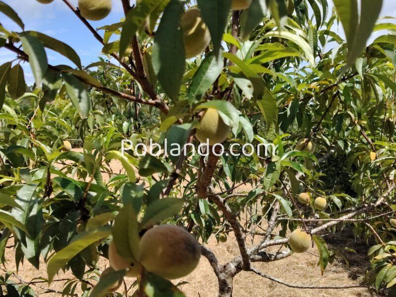 Finca urbana 1000m2
