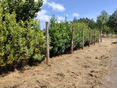Finca urbana 1000m2