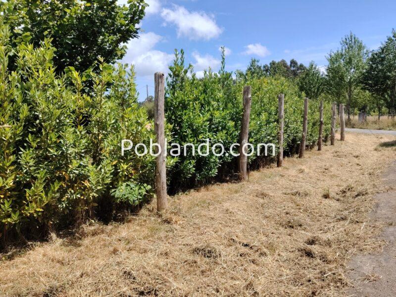 Finca urbana 1000m2