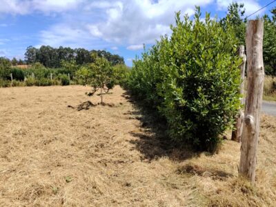 Finca urbana 1000m2