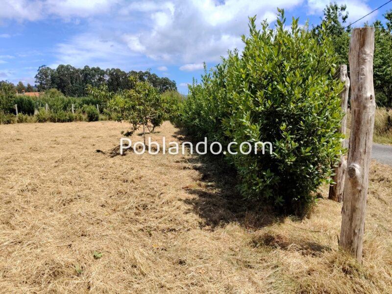 Finca urbana 1000m2