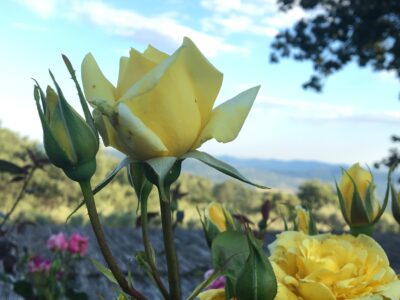 Hotel boutique en funcionamiento en Sierra de Gata · finca privada de 12 ha · alto potencial de crecimiento y ampliación.