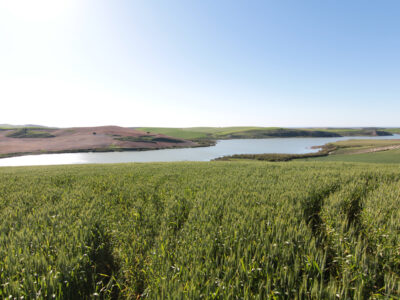 TERRENO AGRÍCOLA EN VENTA EN UTRERA (SEVILLA)