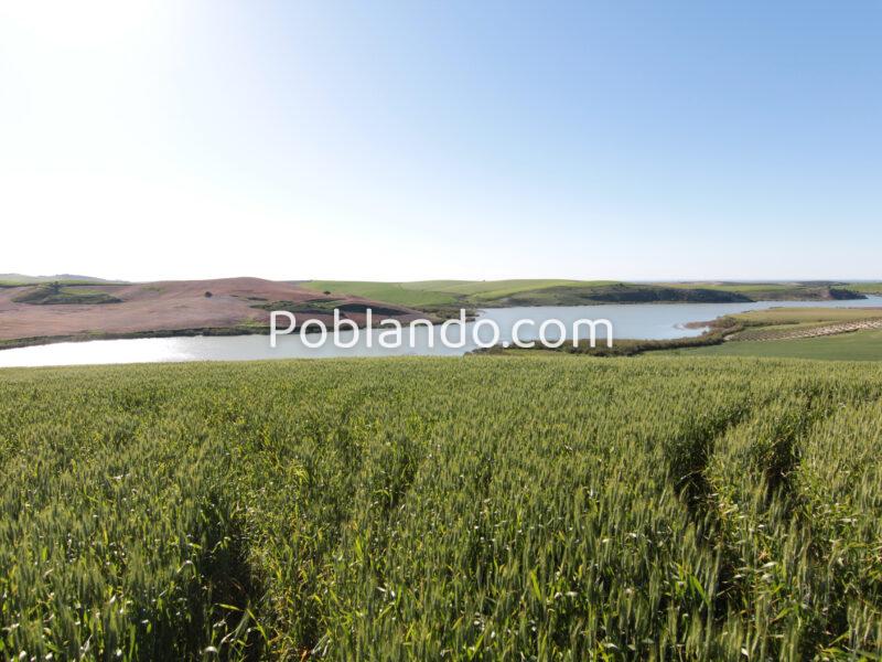 TERRENO AGRÍCOLA EN VENTA EN UTRERA (SEVILLA)