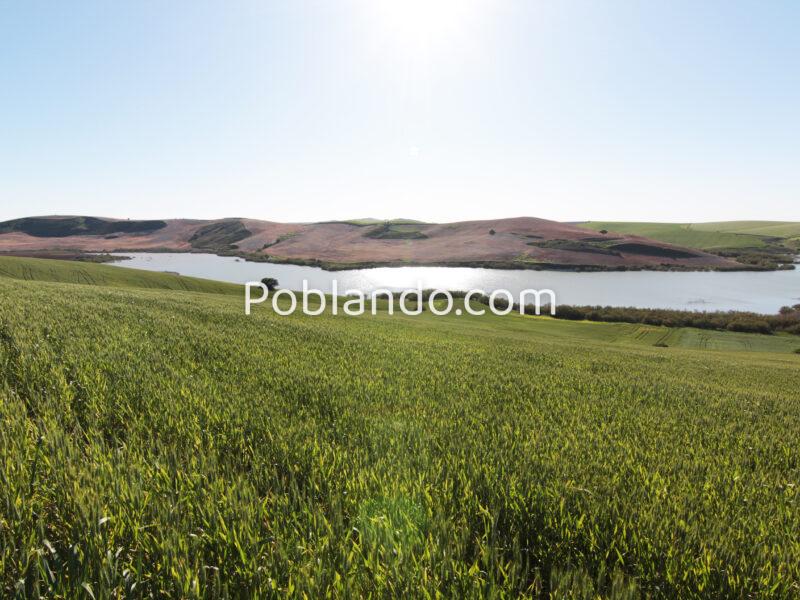 TERRENO AGRÍCOLA EN VENTA EN UTRERA (SEVILLA)