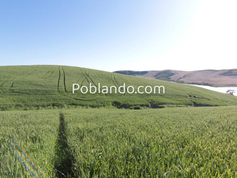 TERRENO AGRÍCOLA EN VENTA EN UTRERA (SEVILLA)