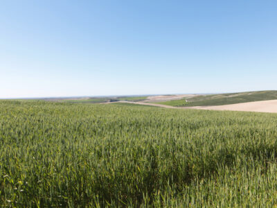 TERRENO AGRÍCOLA EN VENTA EN UTRERA (SEVILLA)