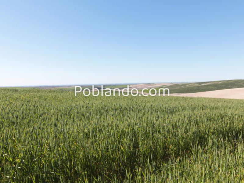 TERRENO AGRÍCOLA EN VENTA EN UTRERA (SEVILLA)