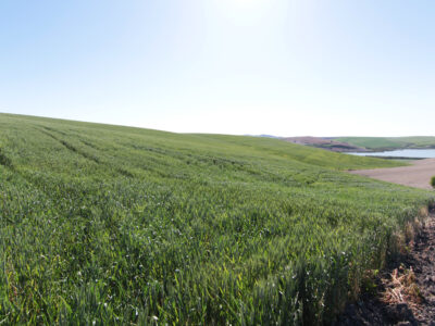 TERRENO AGRÍCOLA EN VENTA EN UTRERA (SEVILLA)