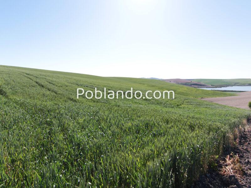 TERRENO AGRÍCOLA EN VENTA EN UTRERA (SEVILLA)
