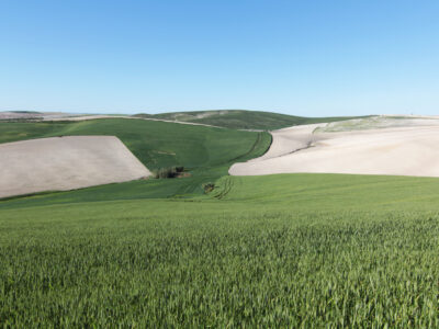 TERRENO AGRÍCOLA EN VENTA EN UTRERA (SEVILLA)