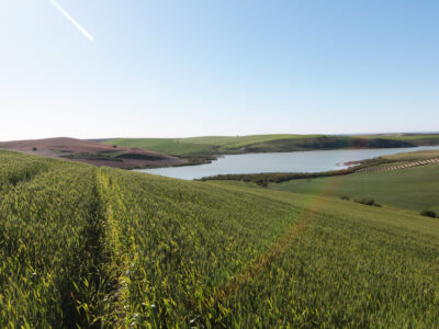 TERRENO AGRÍCOLA EN VENTA EN UTRERA (SEVILLA)
