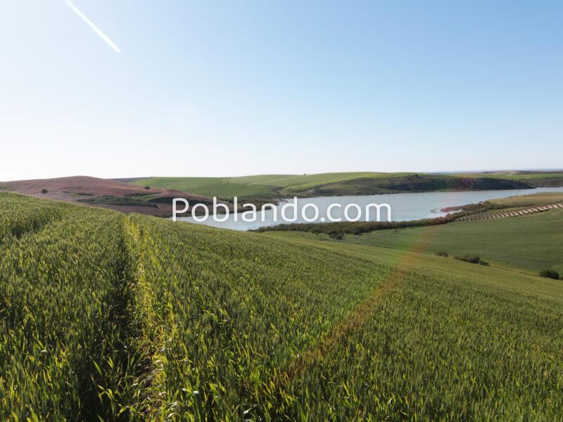 TERRENO AGRÍCOLA EN VENTA EN UTRERA (SEVILLA)