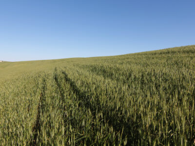 TERRENO AGRÍCOLA EN VENTA EN UTRERA (SEVILLA)