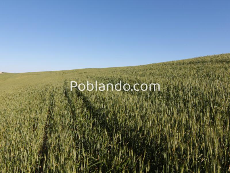 TERRENO AGRÍCOLA EN VENTA EN UTRERA (SEVILLA)