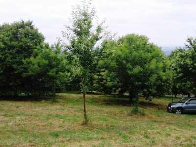 Casa de piedra reformada con Finca de 5 hectáreas con castaños