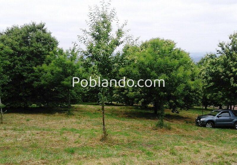 Casa de piedra reformada con Finca de 5 hectáreas con castaños