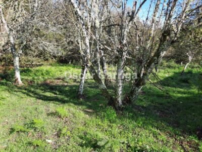 FANTÁSTICO CONJUNTO INMOBILIARIO; VIVIENDA, OTRAS DOS DEPENDENCIAS Y FINCA CON HÓRREO.