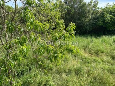 CASA DE PUEBLO (200 M2), CON FINCA DE 800 M2 A POCOS MINUTOS DE OURENSE. BOUZAS, VILLAMARÍN (OURENSE).