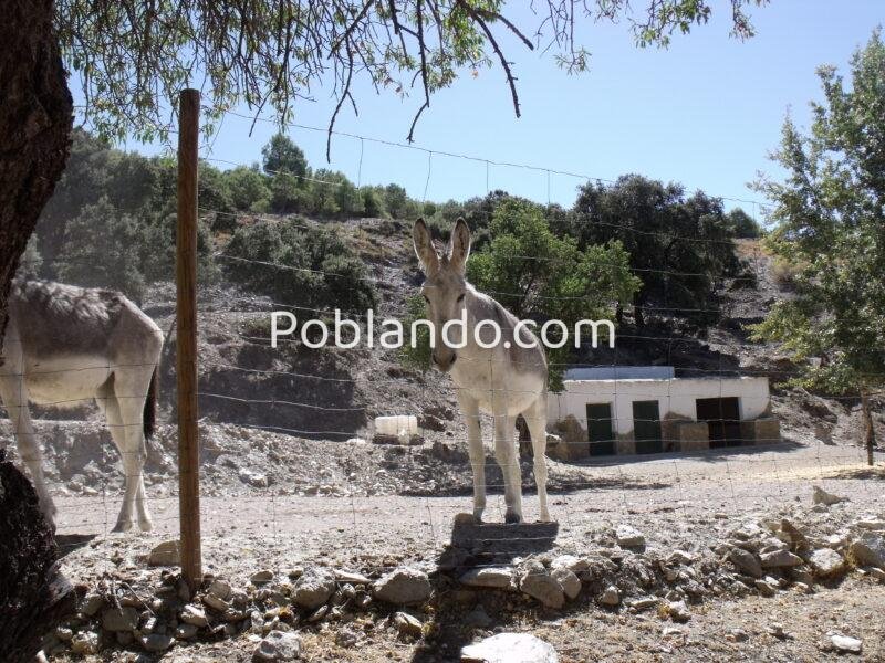 Finca rústica con cortijo y 46,61 ha en el Parque Natural Sierra de Baza