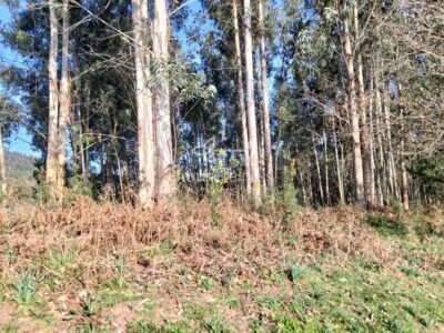 Finca urbana en Miño